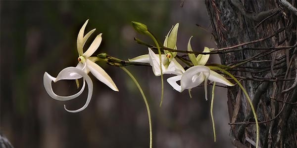 Corkscrew Swamp Sanctuary