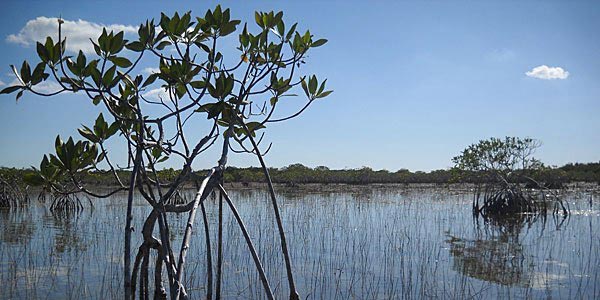 Nine Mile Pond